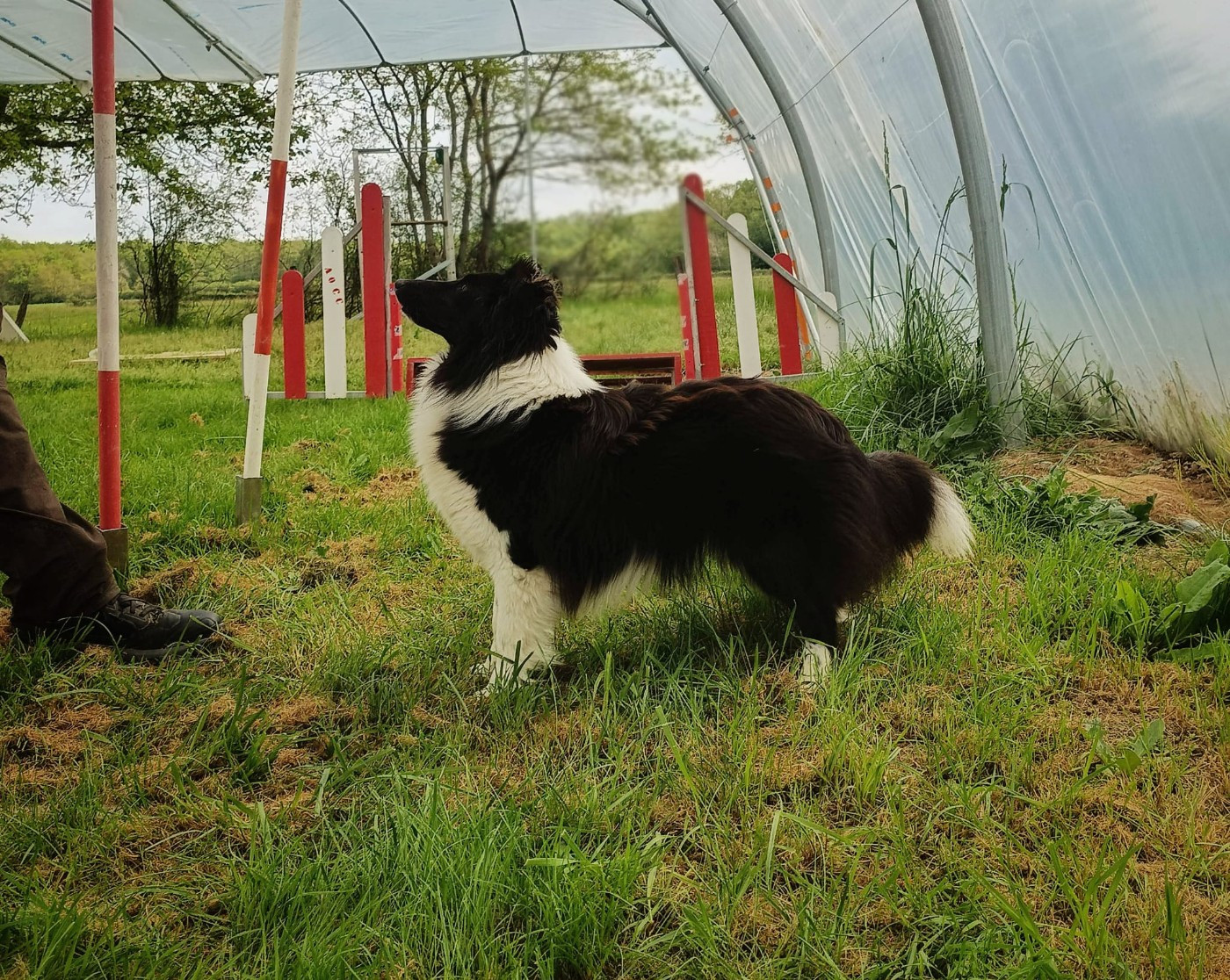 Tsuki du Banc des Hermelles