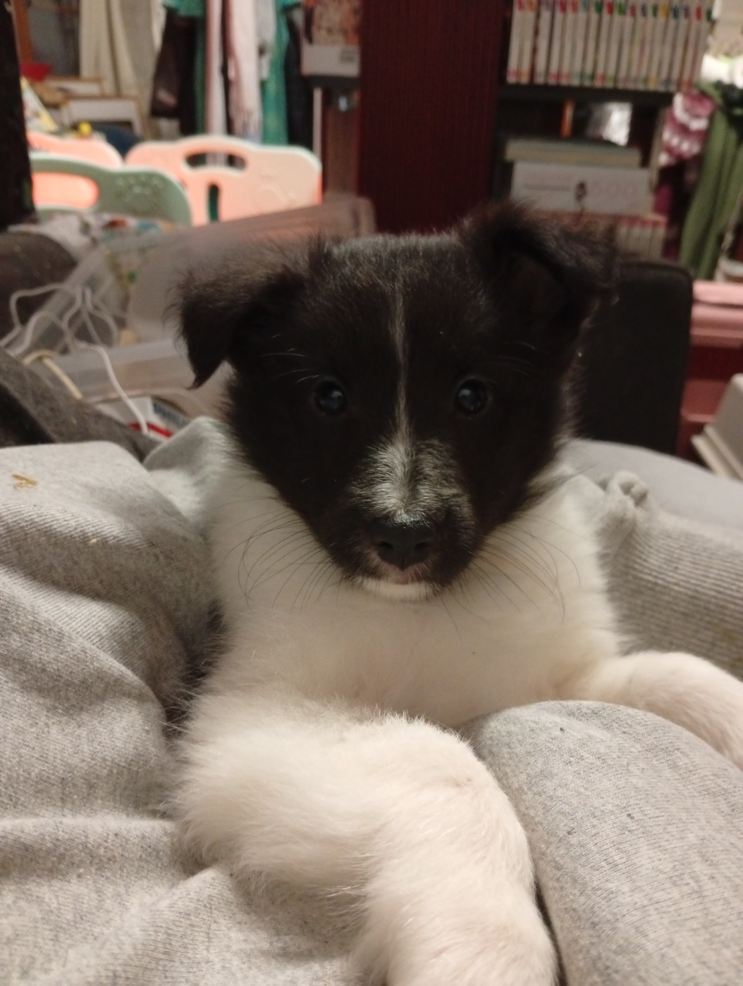 Des Cieux De Skypiea - Chiots disponibles - Shetland Sheepdog