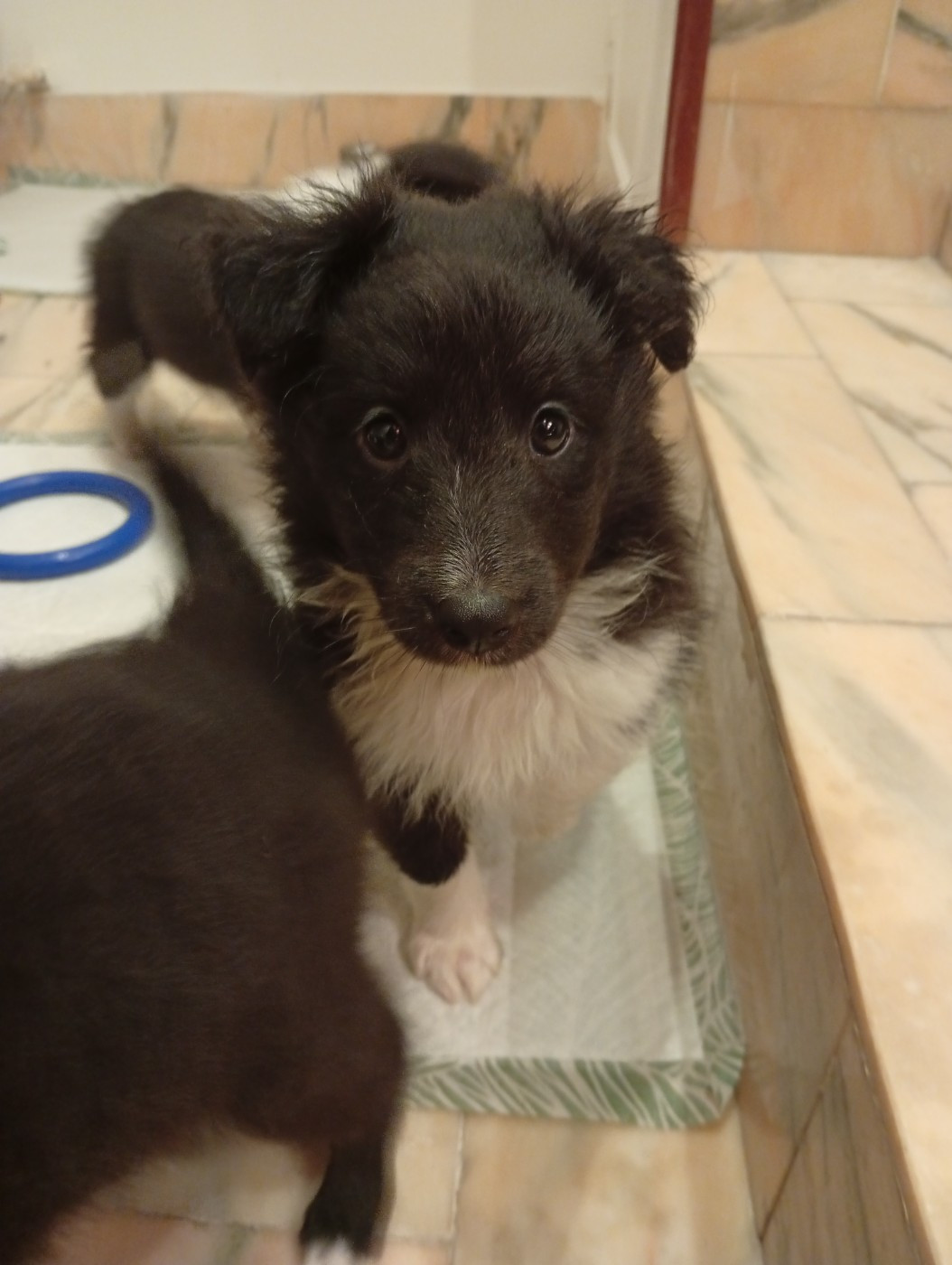 Des Cieux De Skypiea - Chiots disponibles - Shetland Sheepdog