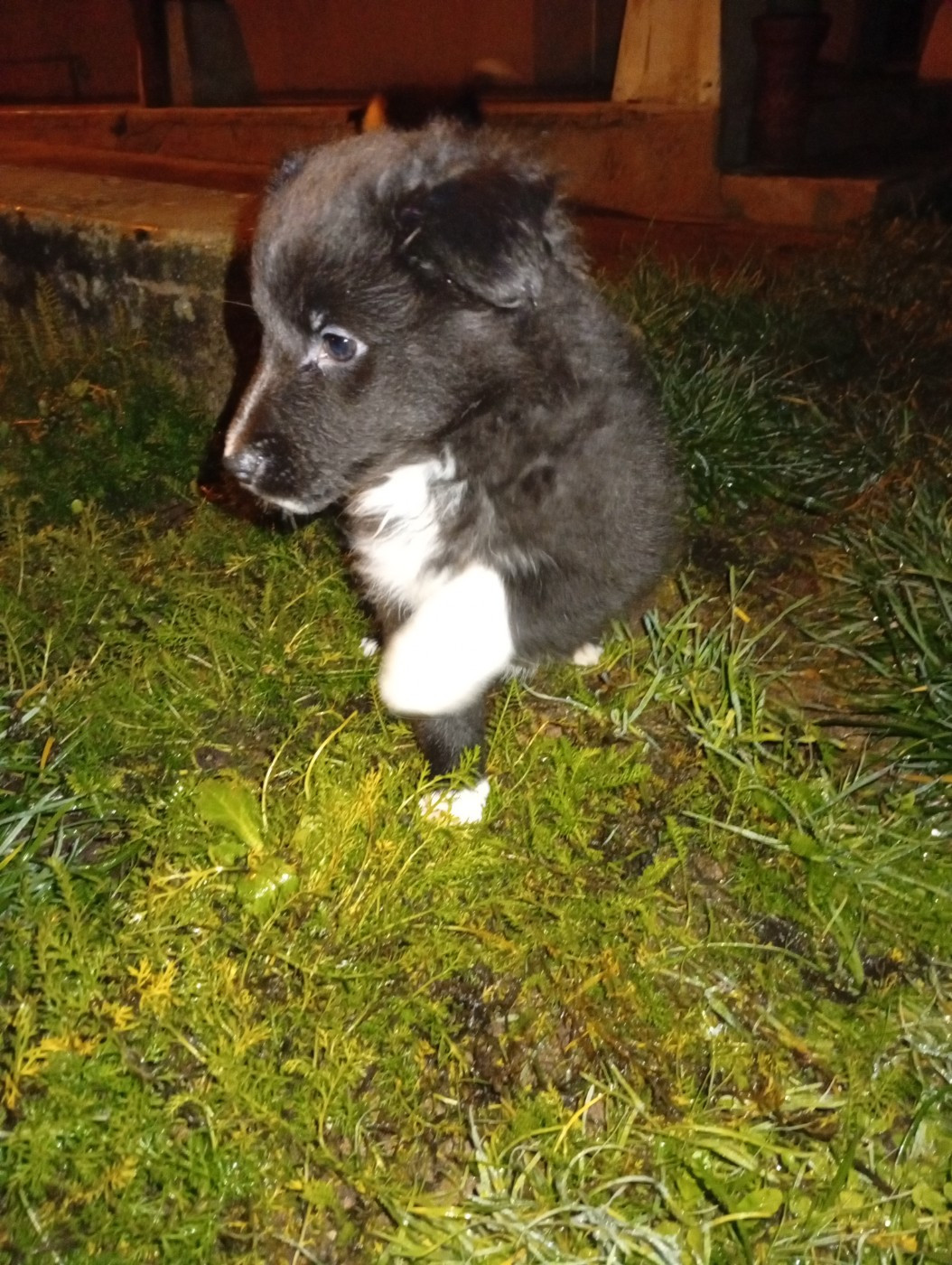 Des Cieux De Skypiea - Chiots disponibles - Shetland Sheepdog
