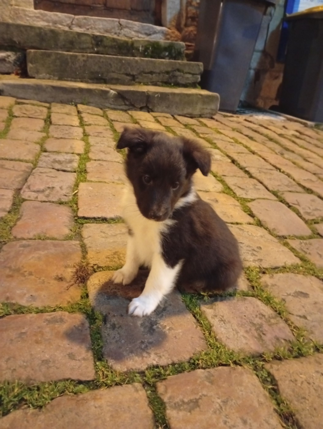 Des Cieux De Skypiea - Chiots disponibles - Shetland Sheepdog